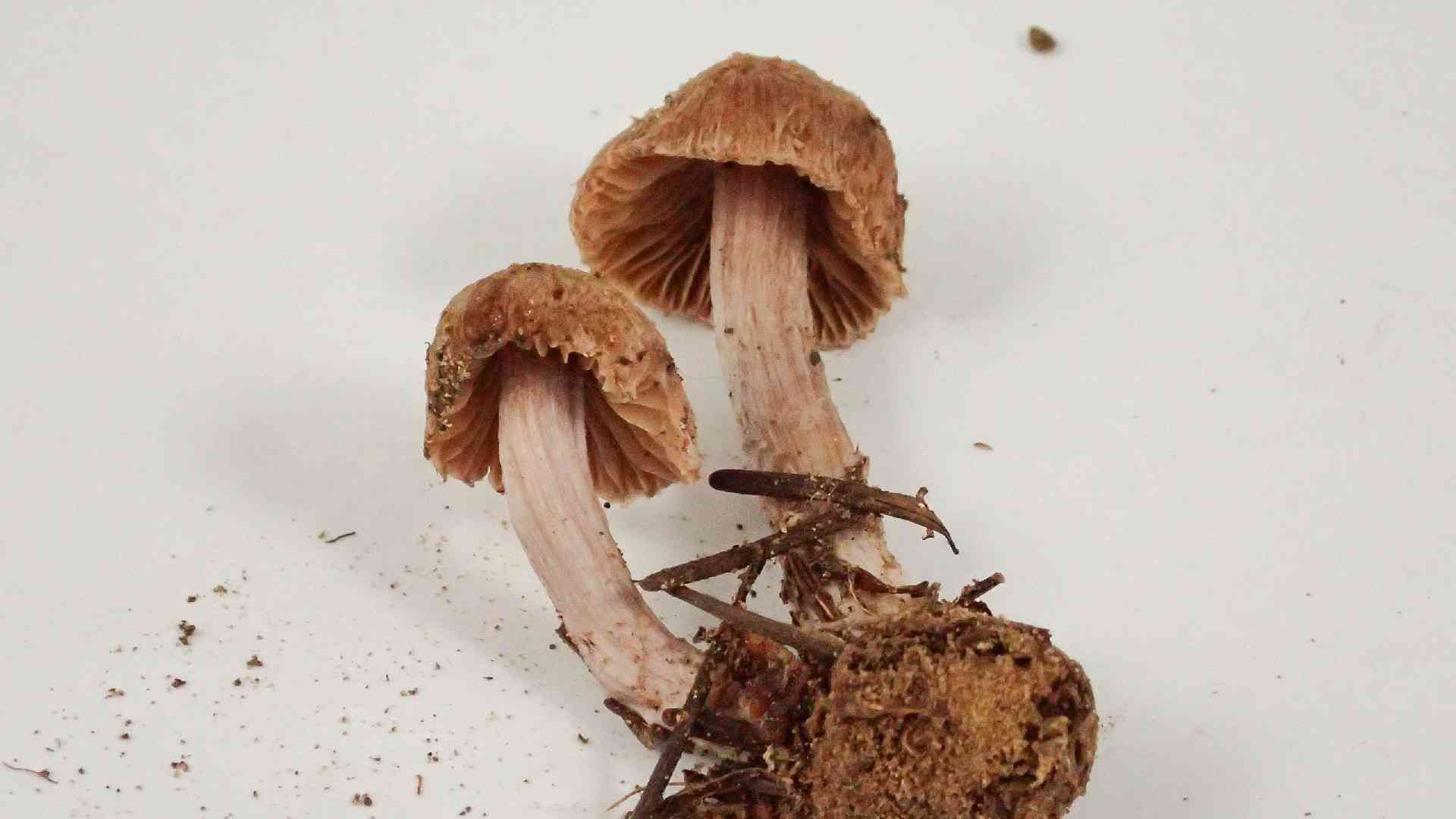 Lilac leg fibrecap (Inocybe griseolilacina) thumbnail 3