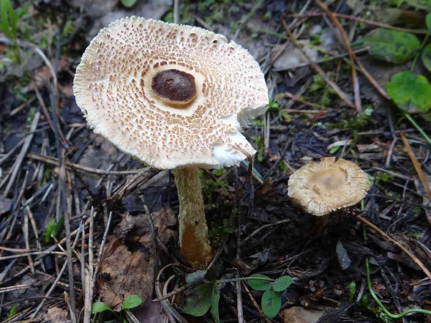 Shield dapperling (Lepiota clypeolaria) thumbnail 3
