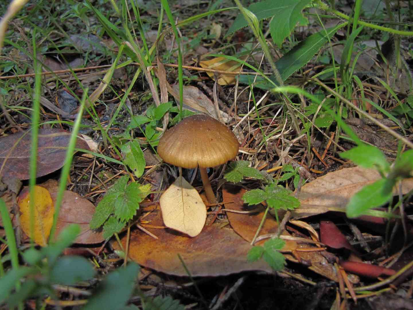 Pretty pinkgill (Entoloma formosum) thumbnail 3