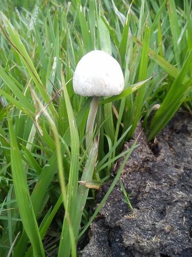 Panaeolus antillarum thumbnail 2