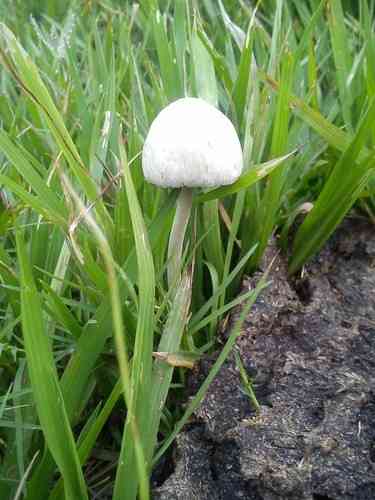 Panaeolus antillarum (Panaeolus antillarum) thumbnail 2