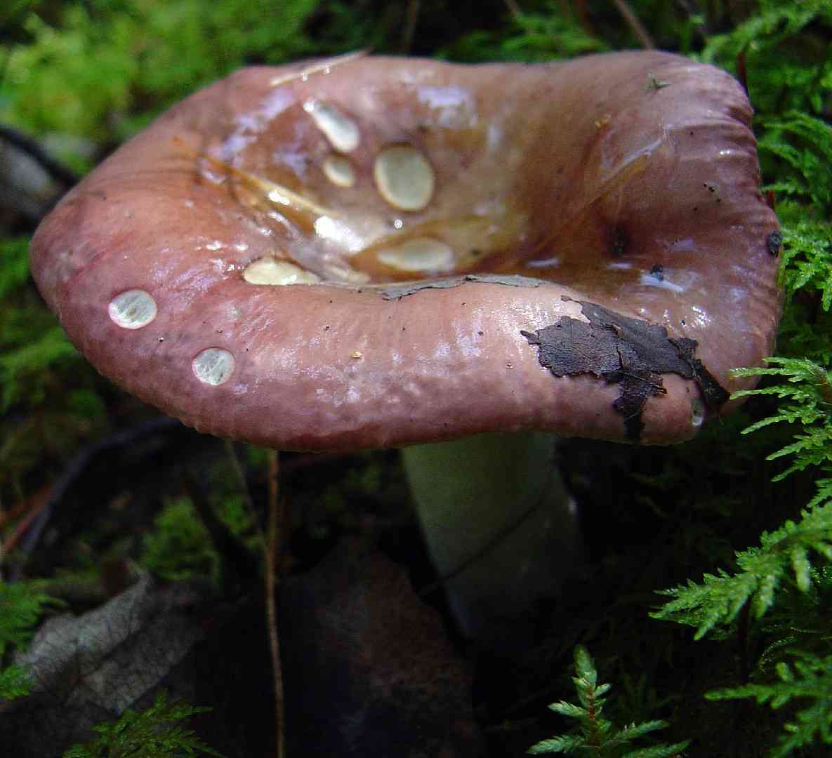 Darkening brittlegill (Russula vinosa) thumbnail 2