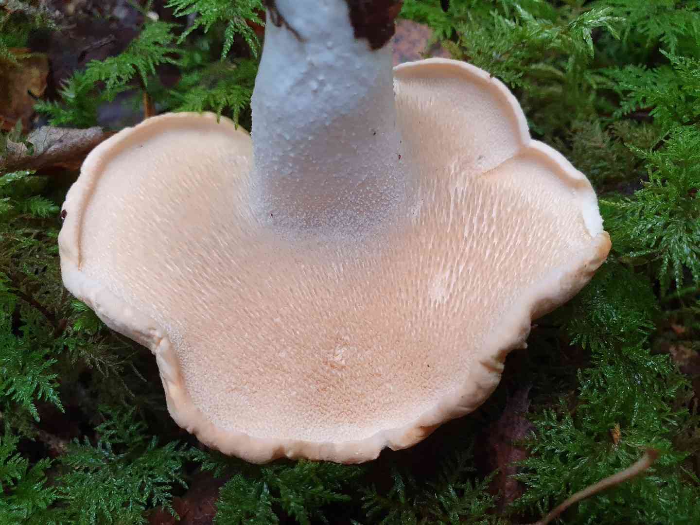 Sweet tooth (Hydnum repandum) thumbnail 3