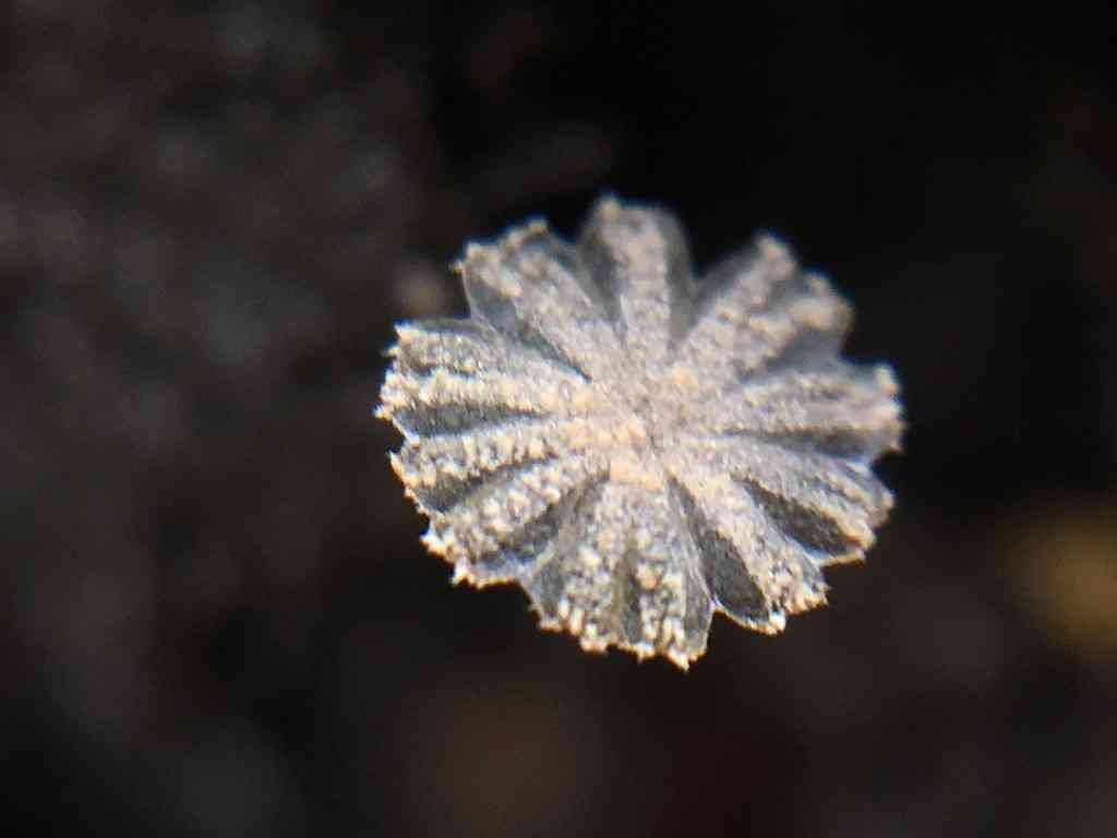 Coprinopsis stercorea (Coprinopsis stercorea) thumbnail 3