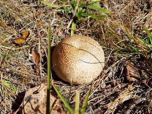 Purple-spored puffball (Calvatia cyathiformis) thumbnail 3