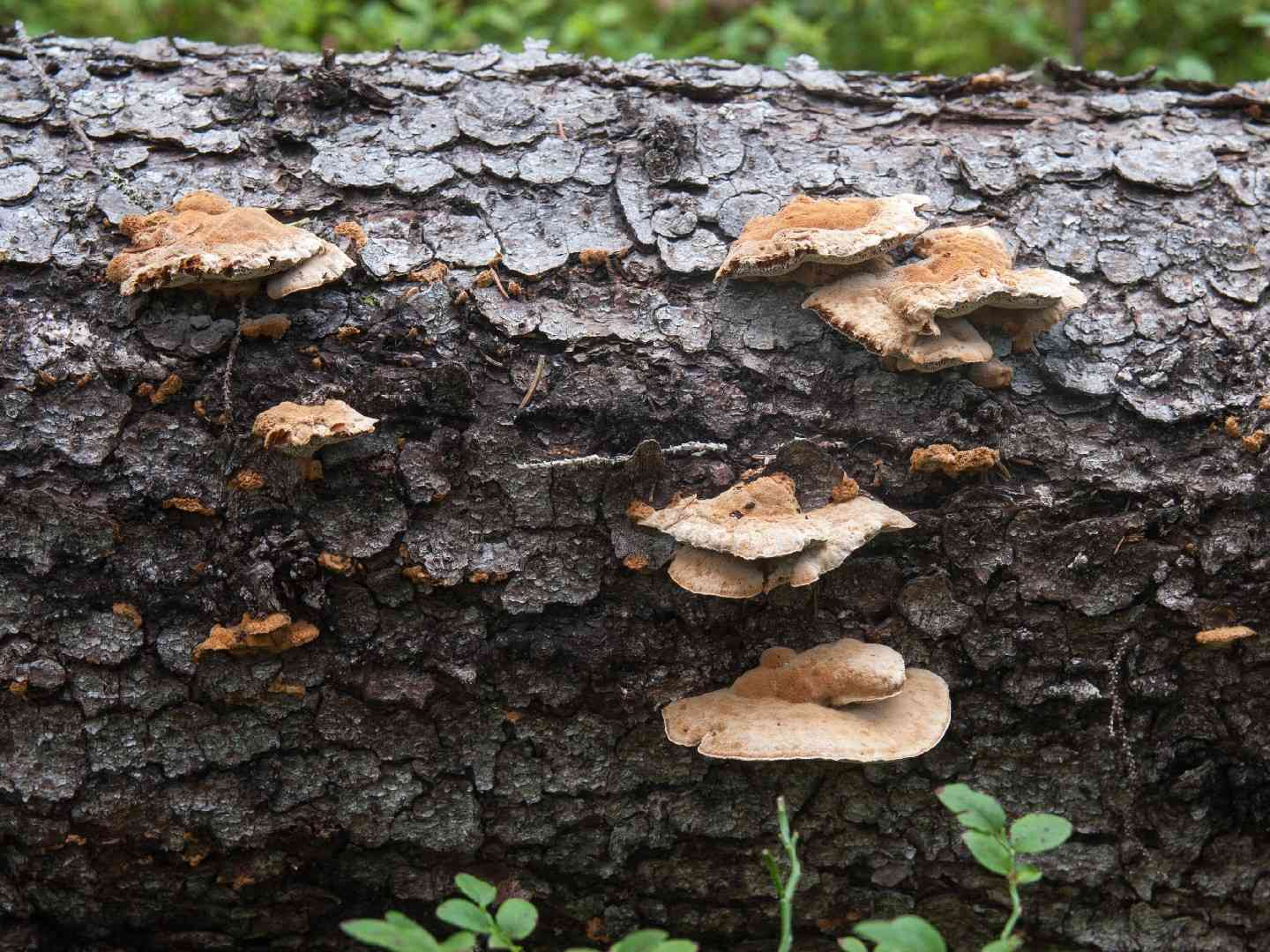 Inonotus leporinus (Inonotus leporinus) thumbnail 3
