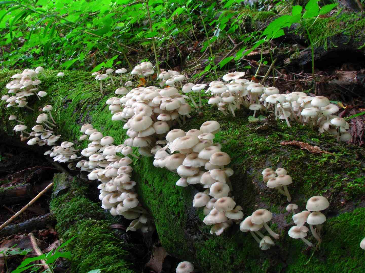 Clitocybula abundans (Clitocybula abundans) thumbnail 2