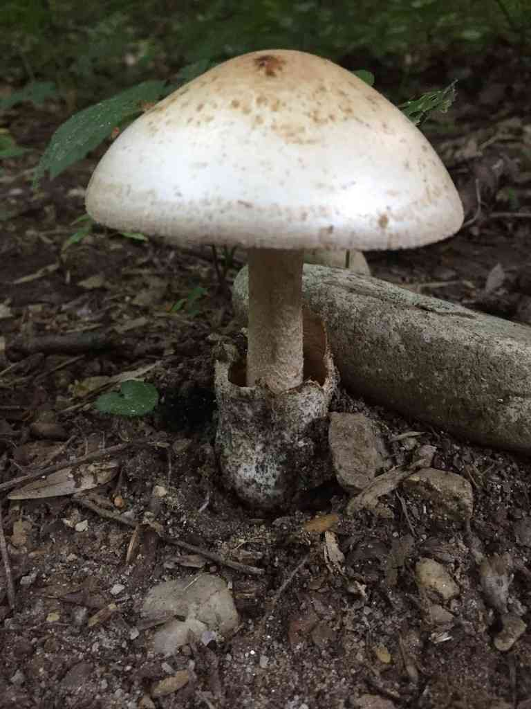 Volvate amanita (Amanita volvata) thumbnail 3