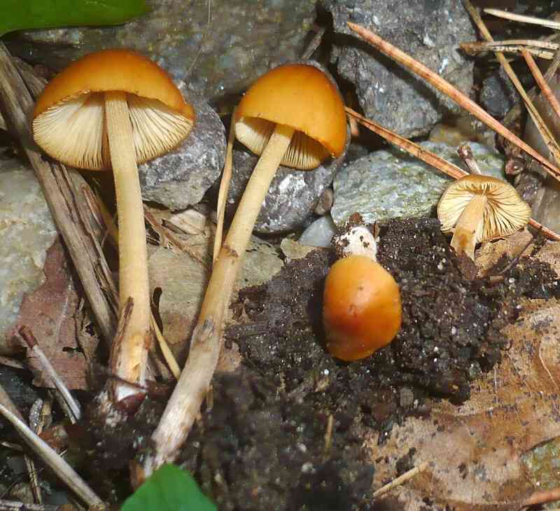 Conocybe subovalis (Conocybe subovalis) thumbnail 1