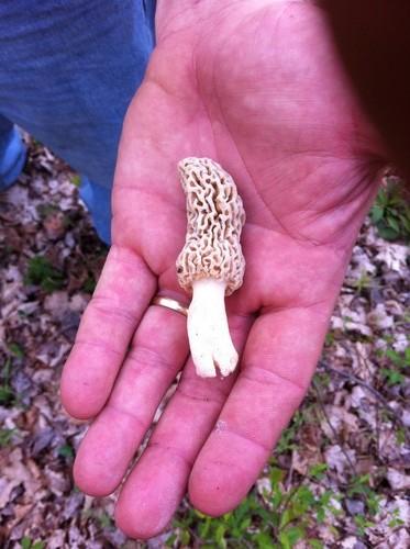 Yellow morel thumbnail 2