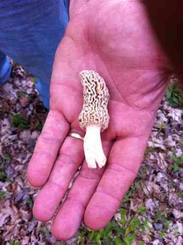 Yellow morel (Morchella esculenta) thumbnail 2