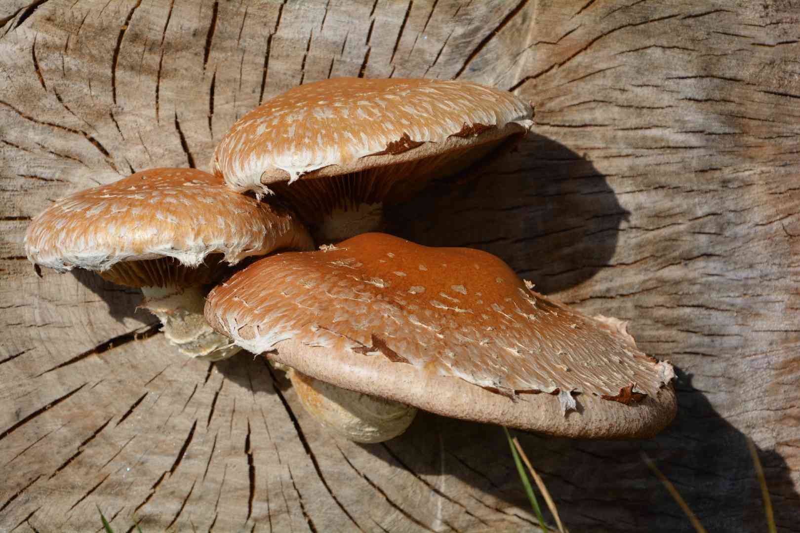 Hemipholiota populnea (Hemipholiota populnea) thumbnail 2