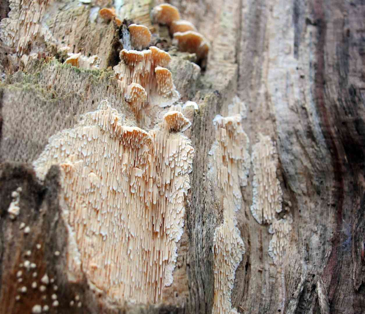 Marshmallow polypore (Sarcodontia pachyodon) thumbnail 3