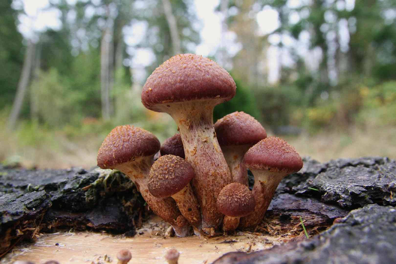 Golden-gilled Gymnopilus