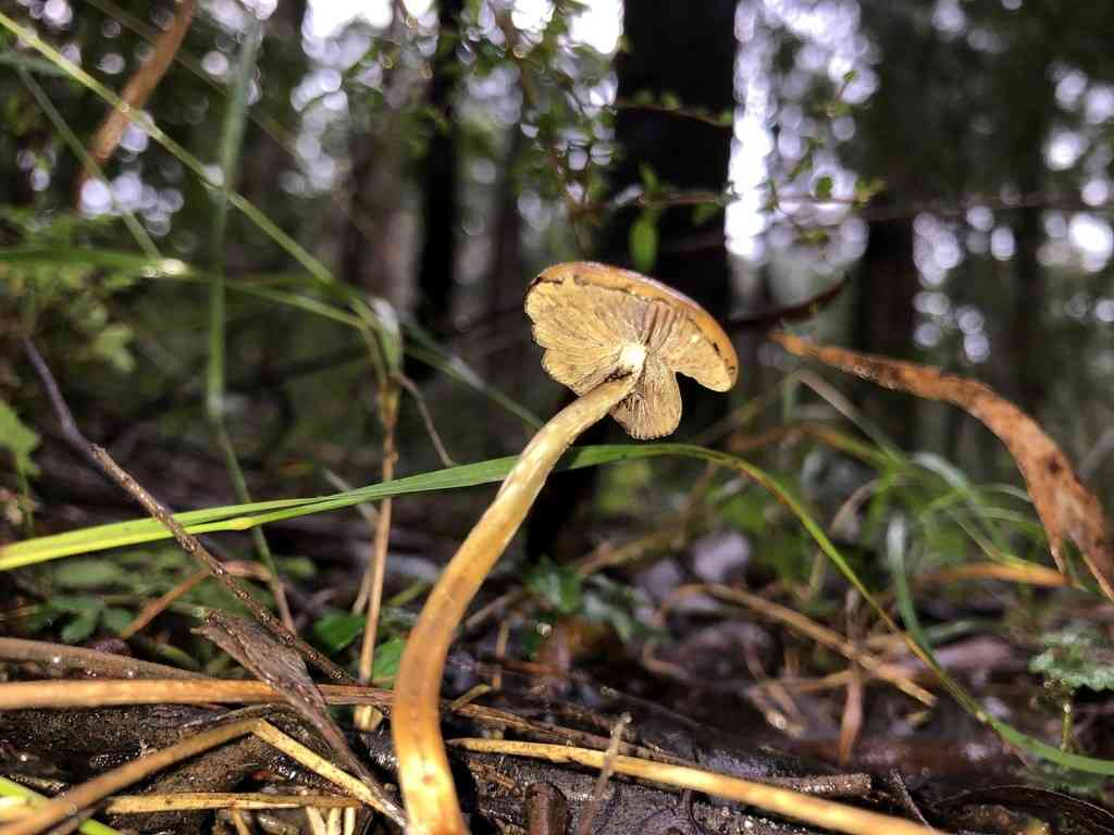 Psilocybe subaeruginosa (Psilocybe subaeruginosa) thumbnail 3