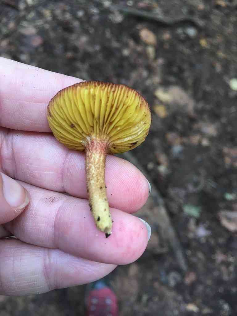 Gilled bolete (Phylloporus rhodoxanthus) thumbnail 2