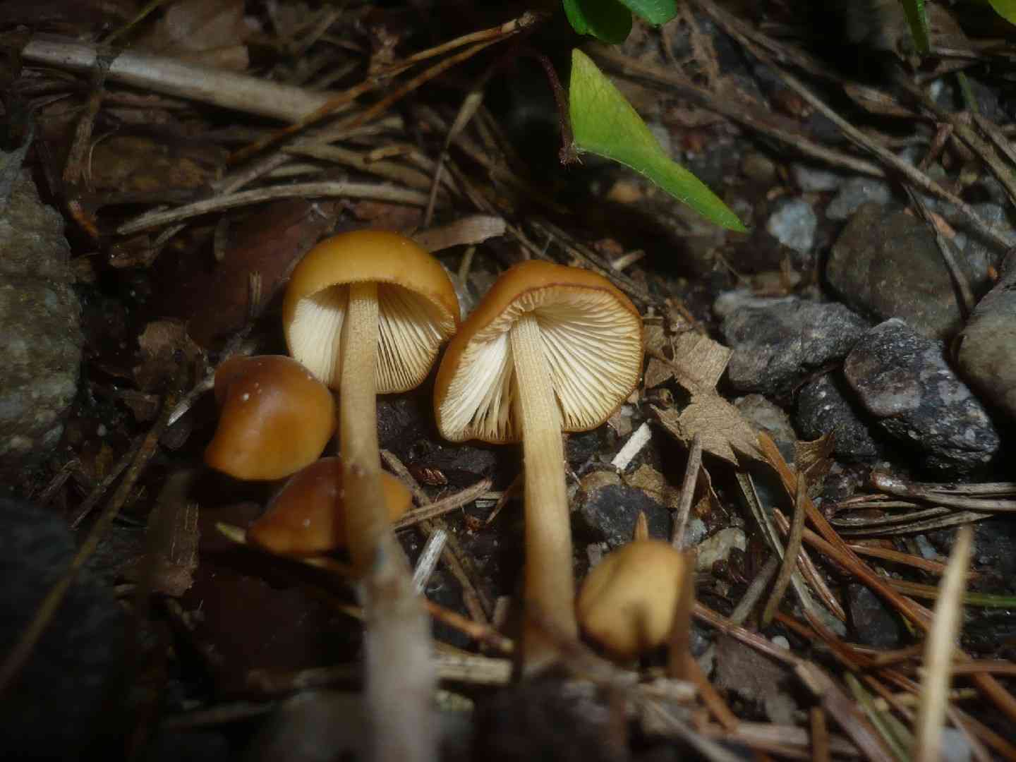 Conocybe subovalis (Conocybe subovalis) thumbnail 2