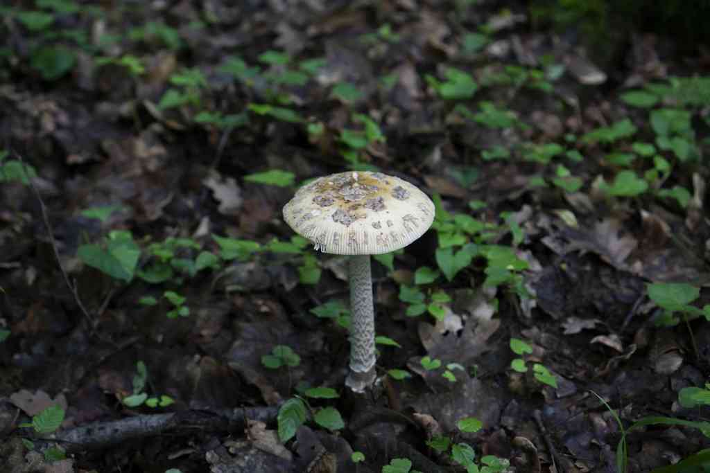 Snakeskin grisette (Amanita ceciliae) thumbnail 3