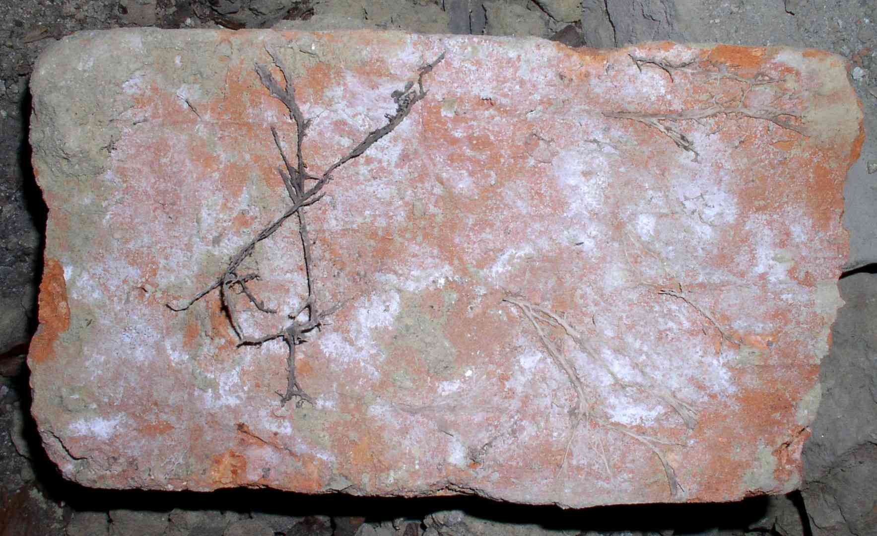 Dry rot (Serpula lacrymans) thumbnail 3