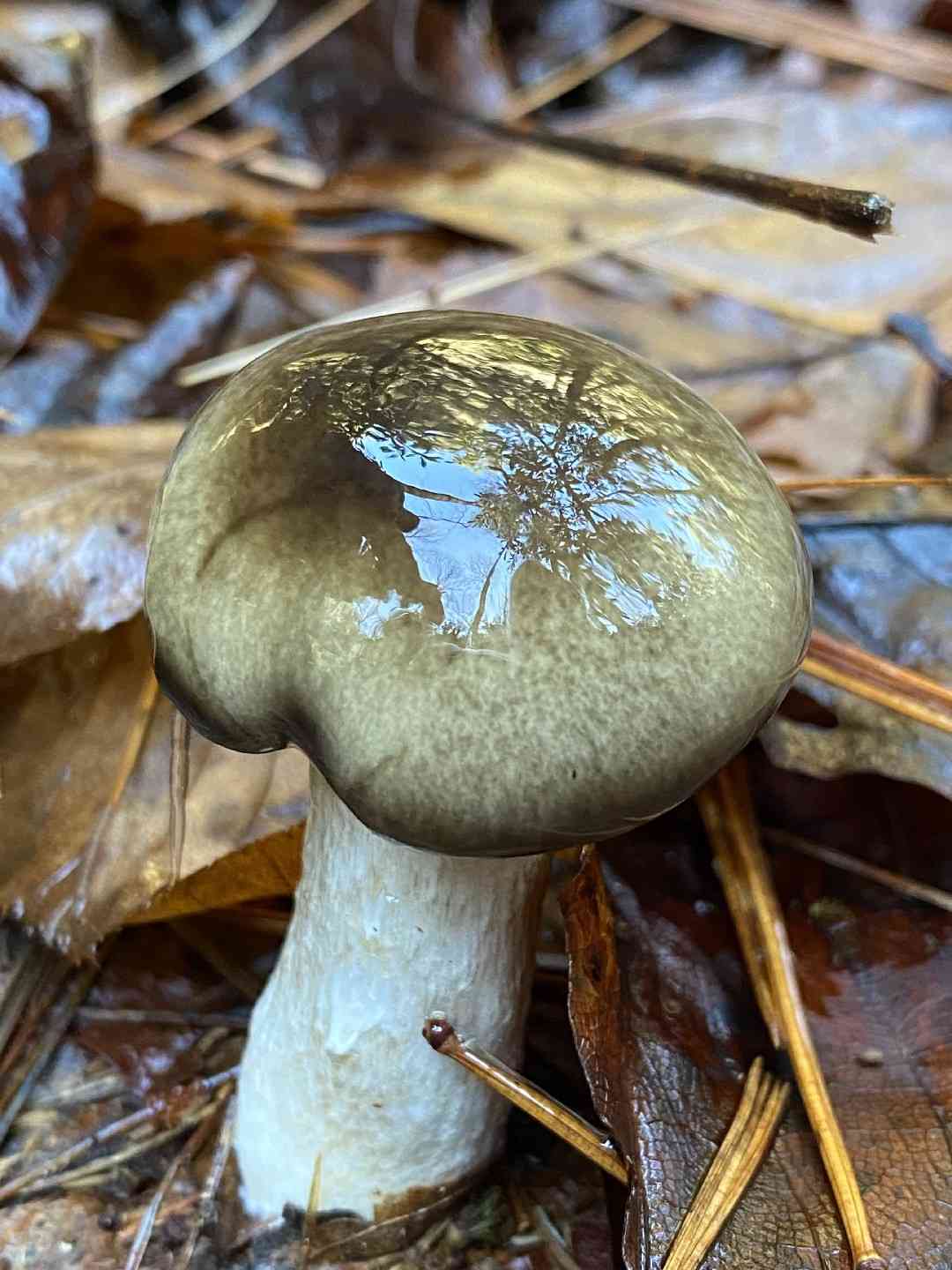 Sooty hygrophorus
