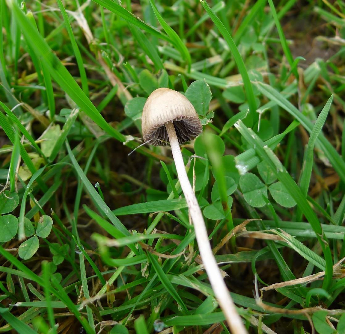 Liberty cap thumbnail 2