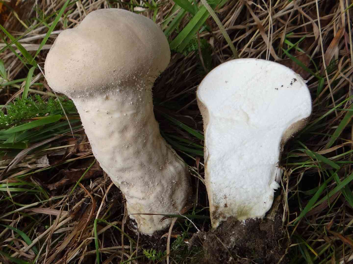 Pestle puffball (Lycoperdon excipuliforme) thumbnail 2