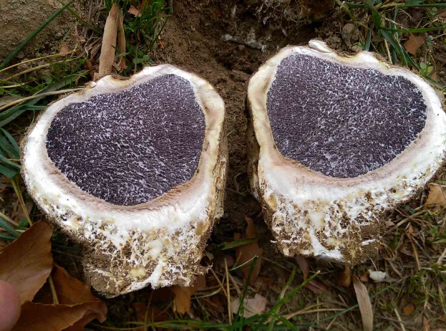 Dead man's hand (Scleroderma polyrhizum) thumbnail 2