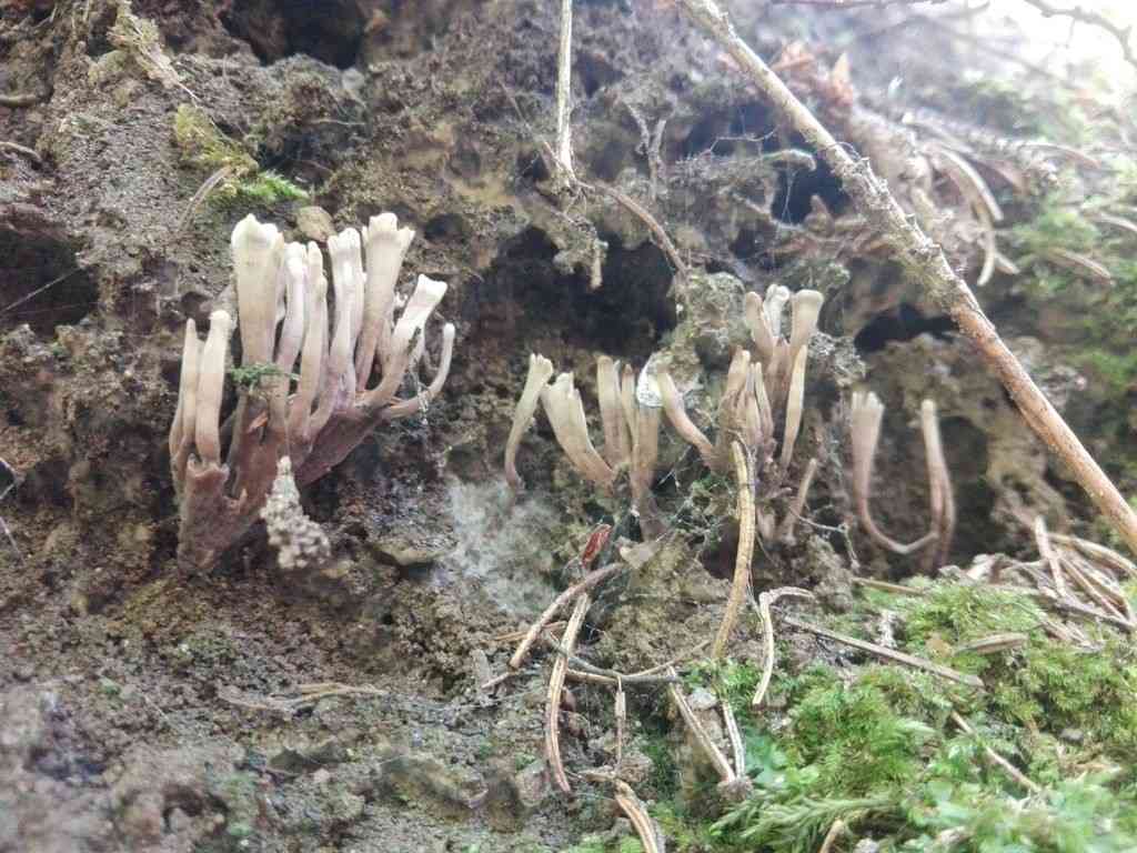 Stinking earthfan (Thelephora palmata) thumbnail 3