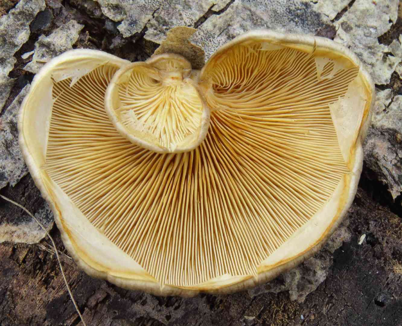 Pleurotus calyptratus (Pleurotus calyptratus) thumbnail 2
