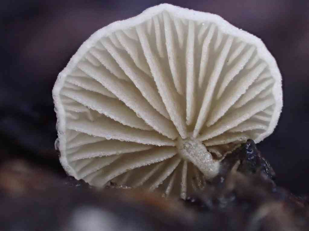 Miller's oysterling (Clitopilus hobsonii) thumbnail 2