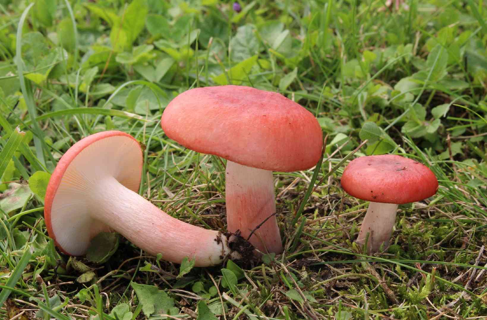 Blood red russula (Russula sanguinaria) thumbnail 1