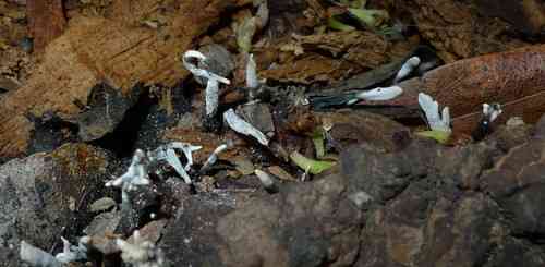 Candlesnuff fungus (Xylaria hypoxylon) thumbnail 2