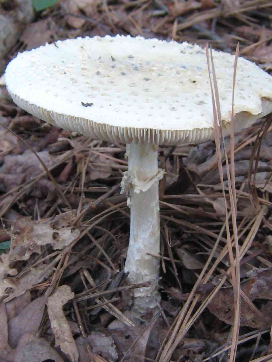 Coker's amanita (Amanita cokeri) thumbnail 3