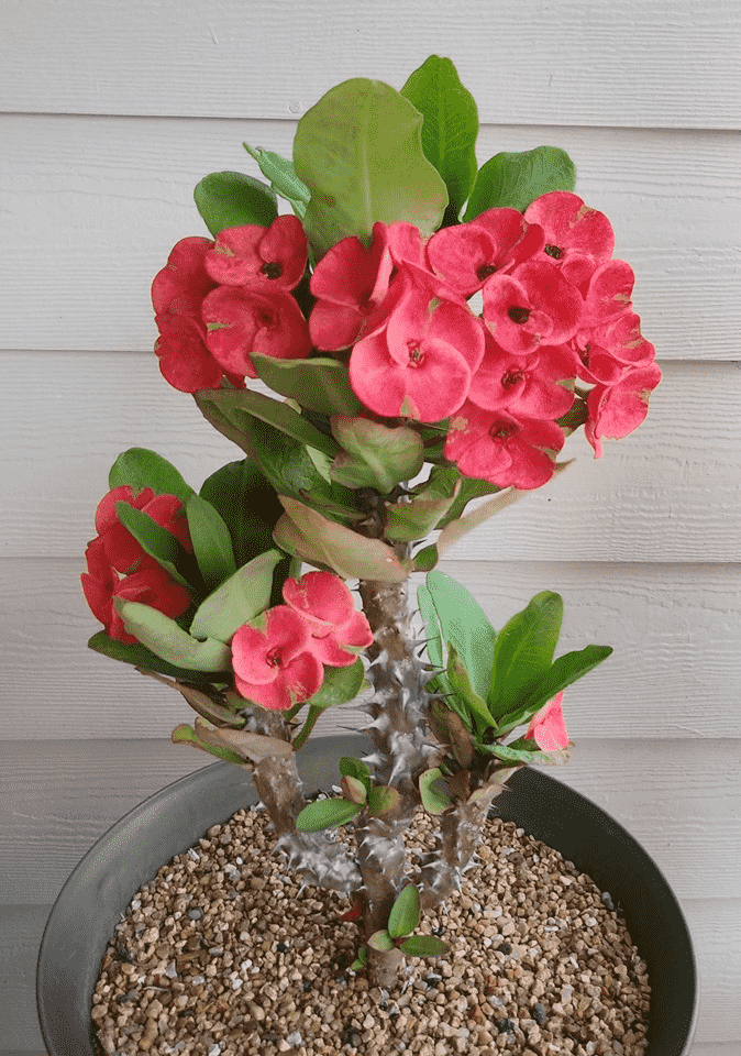 Crown of thorns