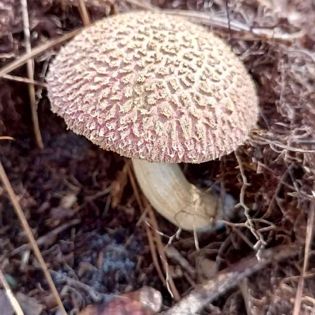Pineapple bolete (Boletellus ananas) thumbnail 1
