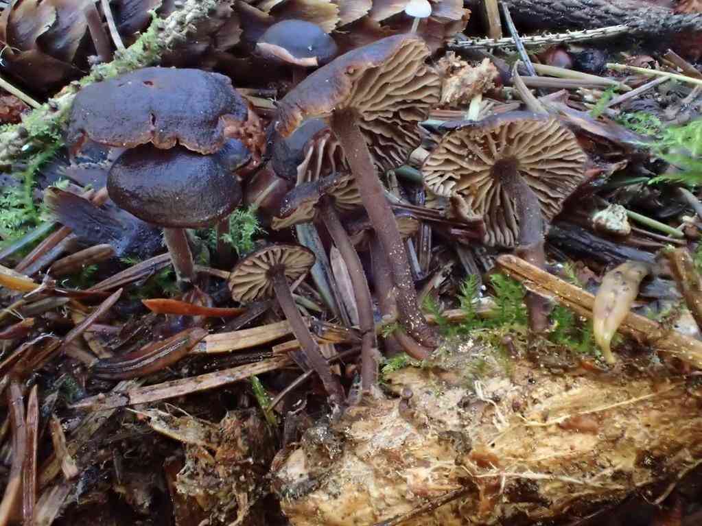 Gymnopus fuscopurpureus (Gymnopus fuscopurpureus) thumbnail 1