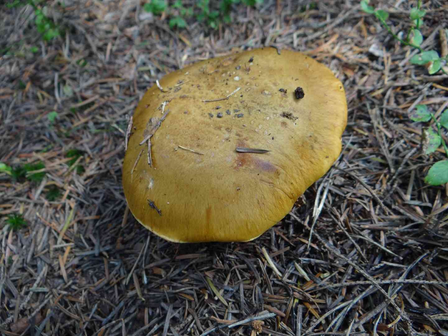 Cortinarius elegantior (Cortinarius elegantior) thumbnail 2
