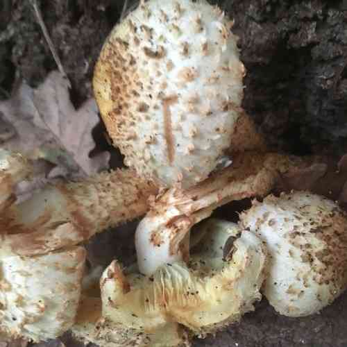Shaggy scalycap (Pholiota squarrosa) thumbnail 2