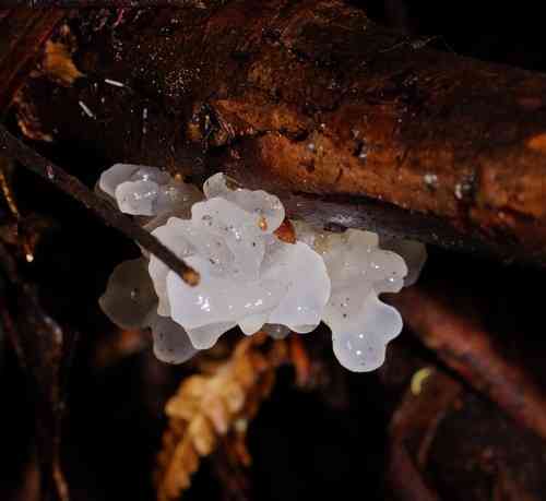 Snow fungus (Tremella fuciformis) thumbnail 2