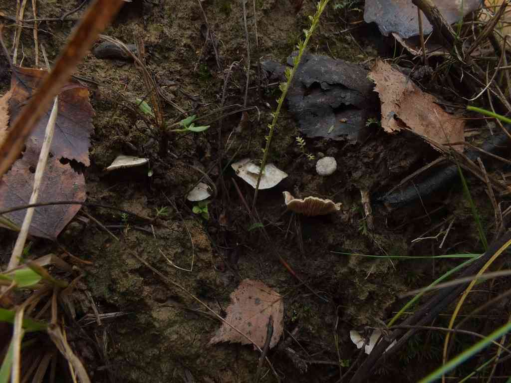 Grounded oysterling (Crepidotus autochthonus) thumbnail 3