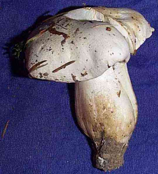 Livid pinkgill (Entoloma sinuatum) thumbnail 2