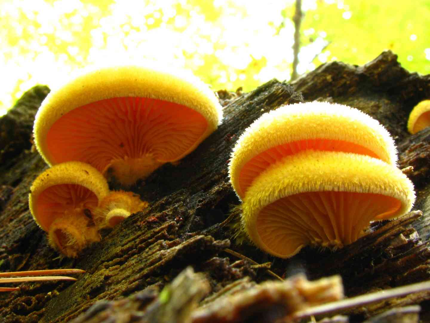 Mock oyster (Phyllotopsis nidulans) thumbnail 3