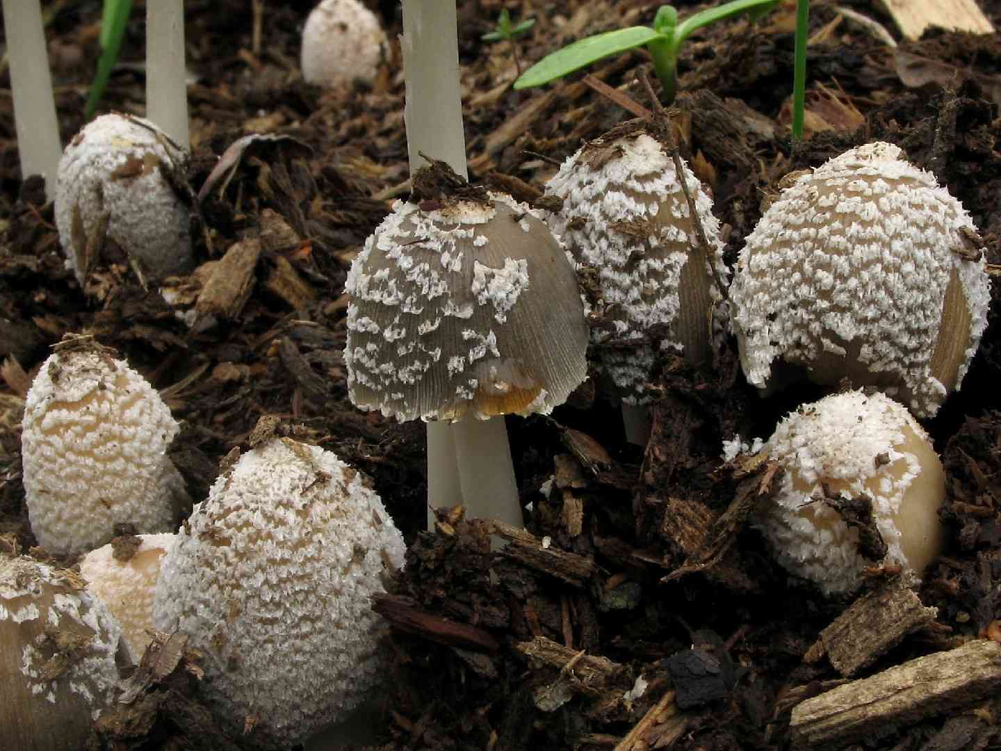 Flocculose inkcap