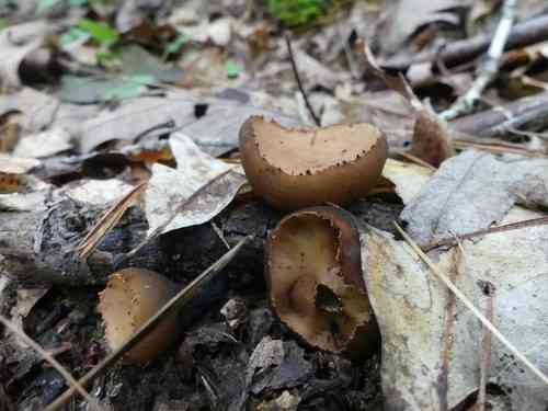 Rufous rubber cup (Galiella rufa) thumbnail 3