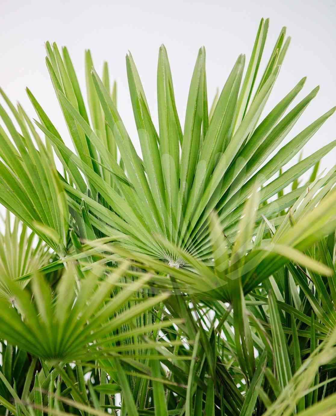 European fan palm
