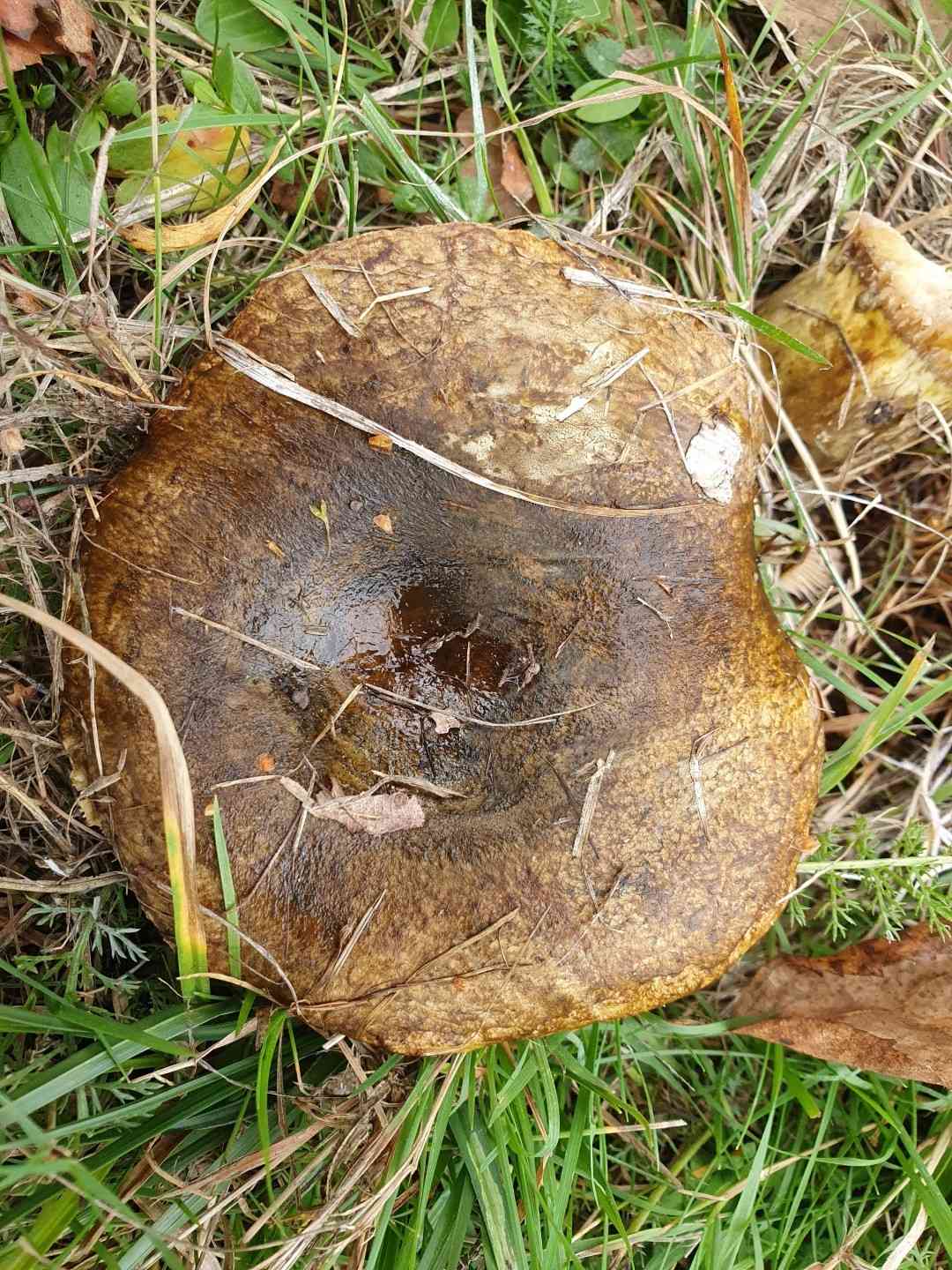 Ugly milk-cap (Lactarius necator) thumbnail 2