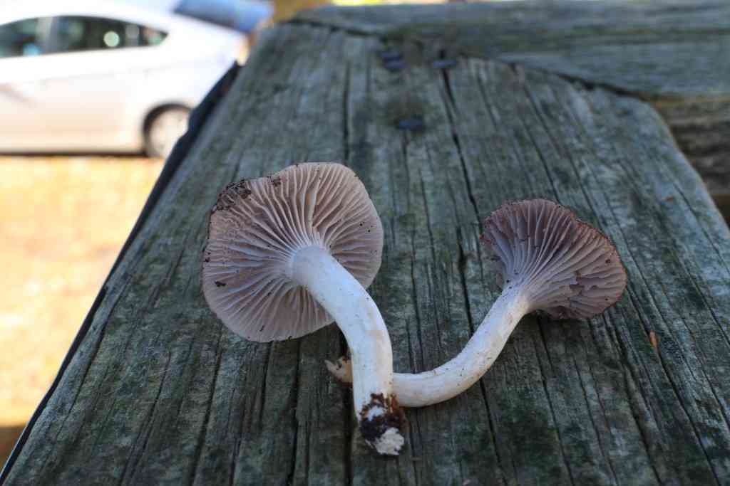 Grey waxcap (Cuphophyllus lacmus) thumbnail 3