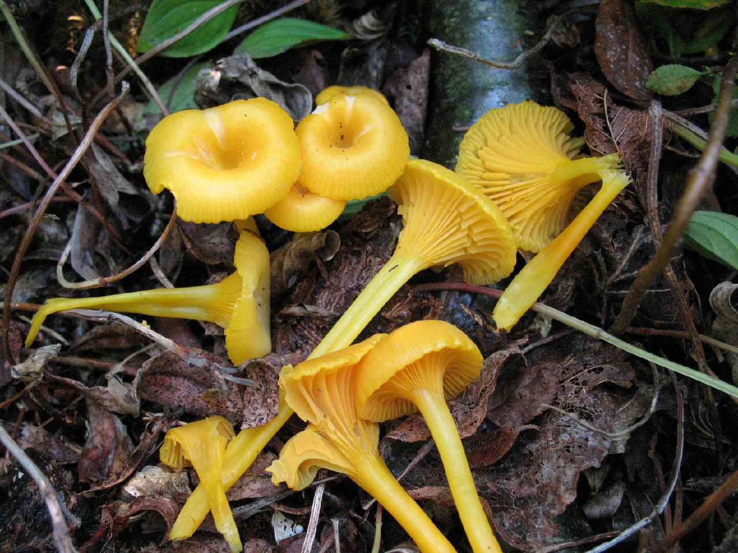 Gloioxanthomyces vitellinus