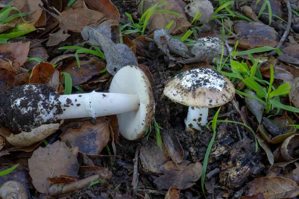 Candlestick amanita (Amanita calyptratoides) thumbnail 1