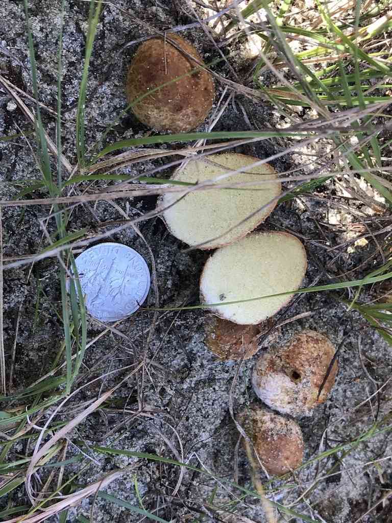 Rhizopogon nigrescens (Rhizopogon nigrescens) thumbnail 1